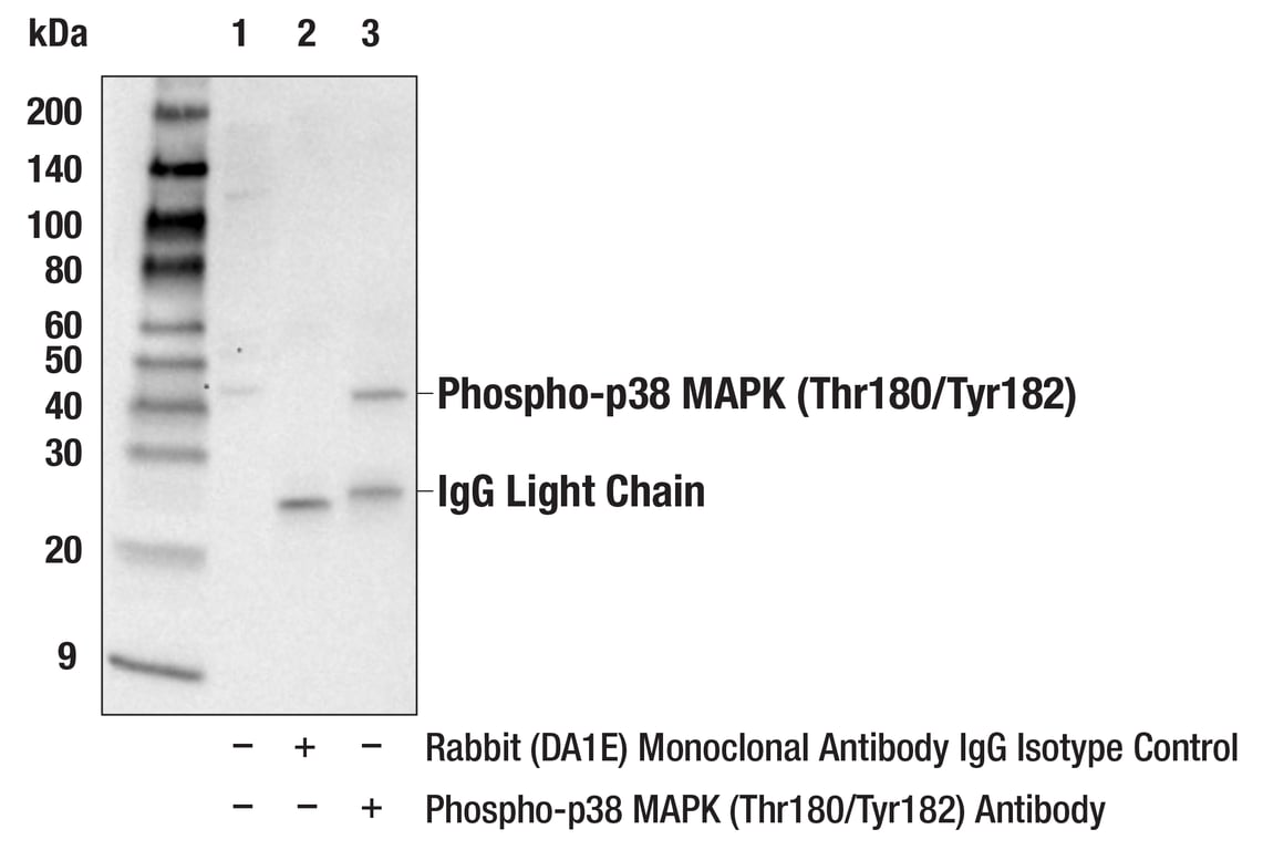 Immunoprecipitation Image 1: Phospho-p38 MAPK (Thr180/Tyr182) Antibody