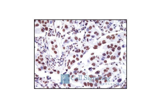 Immunohistochemistry Image 1: Acetyl-Histone H3 (Lys18) Antibody