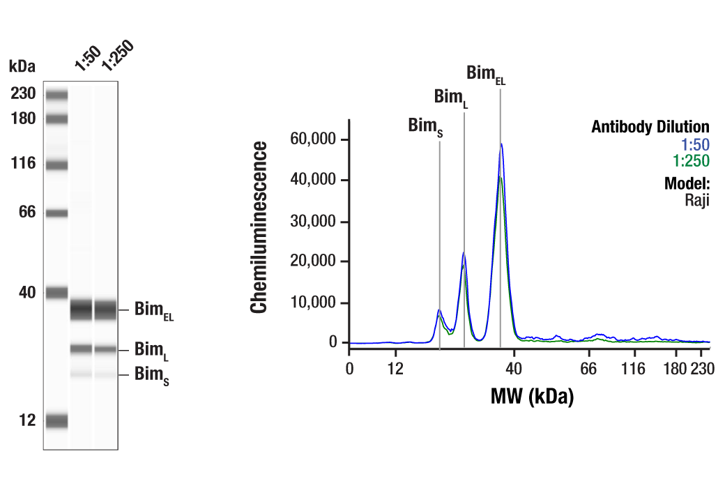 undefined Image 38: Pro-Apoptosis Bcl-2 Family Antibody Sampler Kit