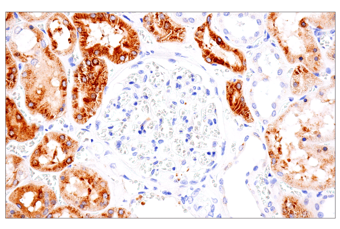 Immunohistochemistry Image 7: ENTPD5 (E5U3V) Rabbit Monoclonal Antibody