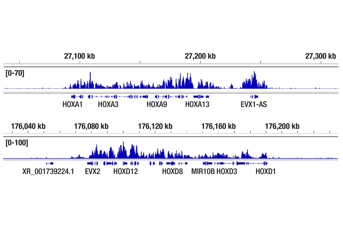 CUT & Tag Image 2: Ubiquityl-Histone H2A (Lys119) (D27C4) Rabbit Monoclonal Antibody