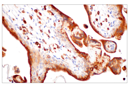 Immunohistochemistry Image 7: HO-1 (E8B7A) XP<sup>®</sup> Rabbit mAb