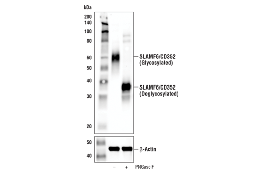 Western Blotting Image 2: SLAMF6/CD352 (E8K9W) Rabbit Monoclonal Antibody