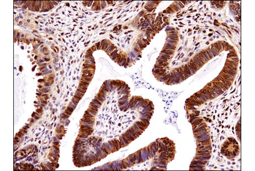 AABBCC様 Print: pFucci-S/G2/M Green-Hyg (Expression vector) | Vectors