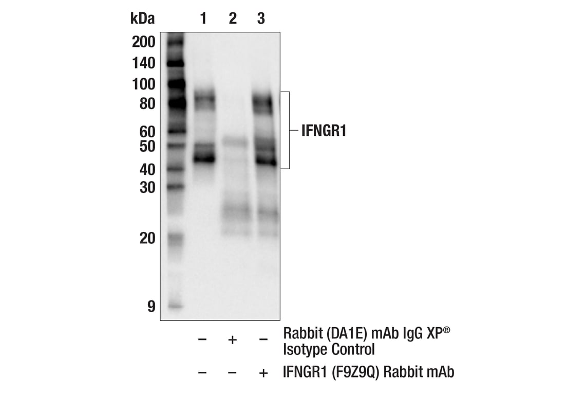 Immunoprecipitation Image 1: IFNGR1 (F9Z9Q) Rabbit Monoclonal Antibody
