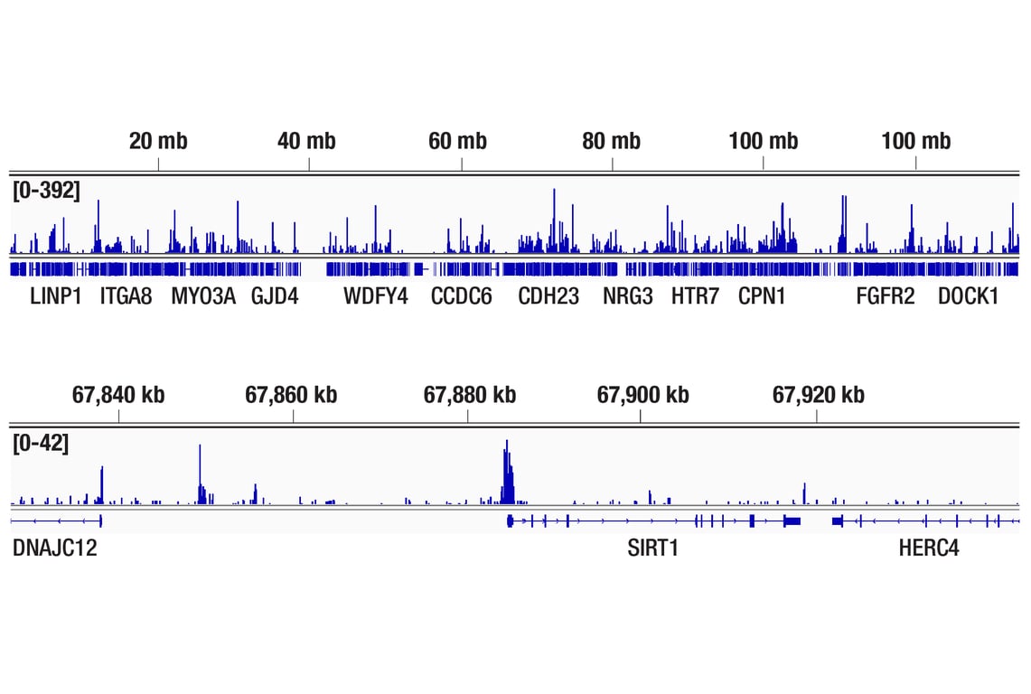 CUT & Tag Image 2: Aiolos (D1C1E) Rabbit Monoclonal Antibody