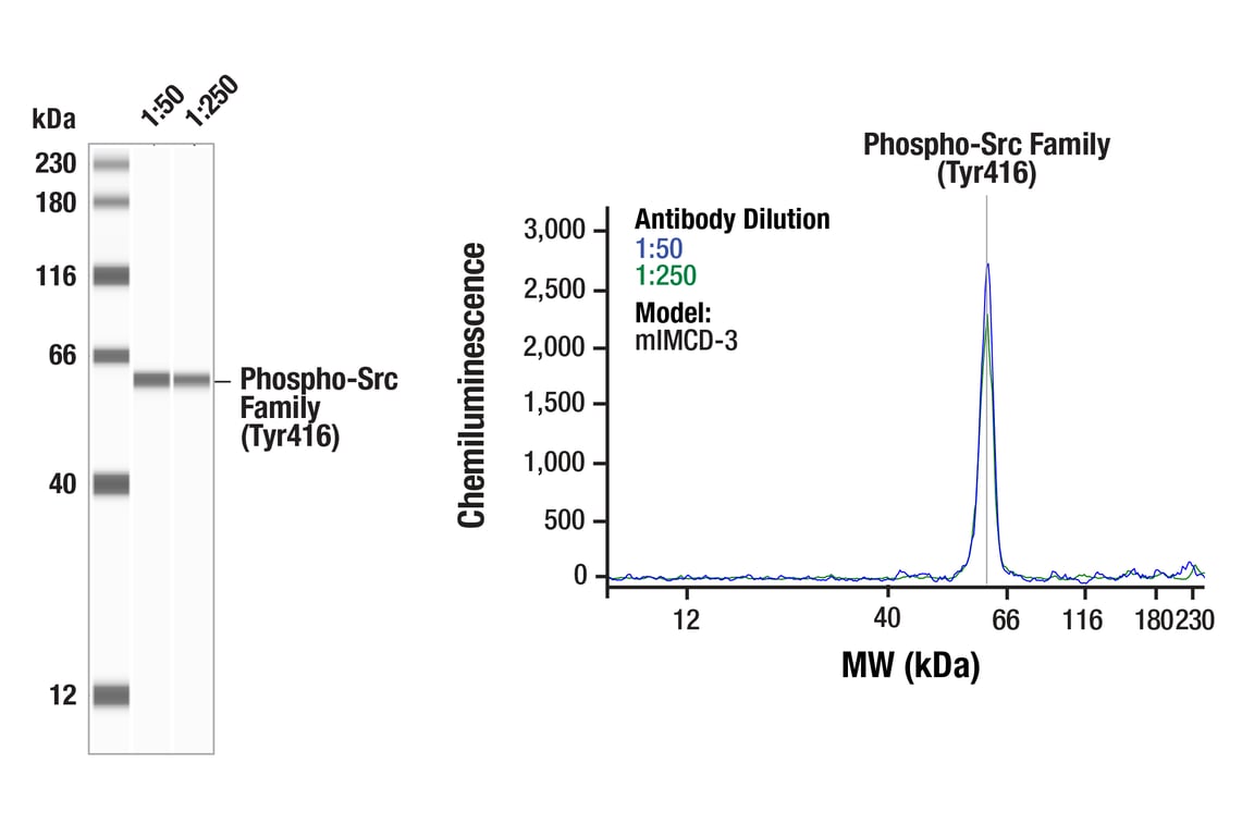 Phospho-Src Family (Tyr416) (E6G4R) Rabbit mAb | Cell