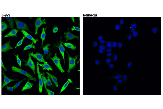 Immunofluorescence Image 1: RIP3 (D4G2A) Rabbit Monoclonal Antibody