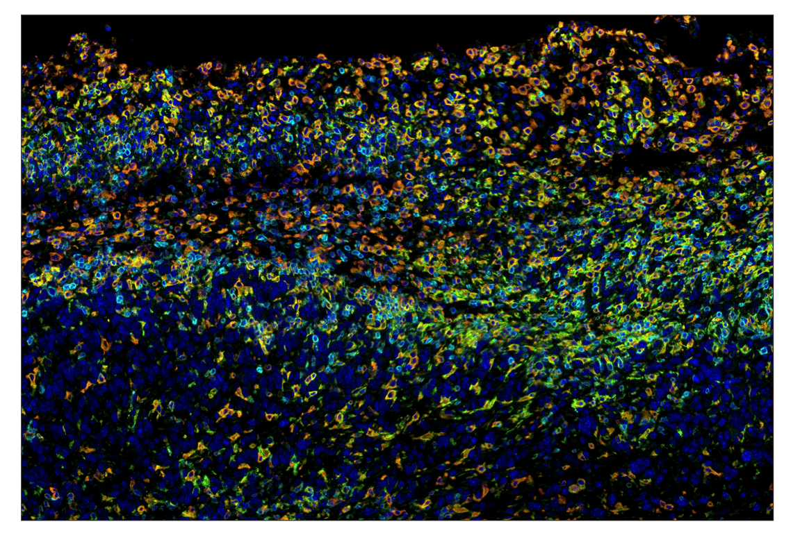 Immunohistochemistry Image 7: F4/80 (D2S9R) & CO-0042-594 SignalStar<sup>™</sup> Oligo-Antibody Pair