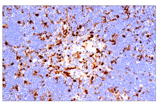 Immunohistochemistry Image 1: Galectin-3/LGALS3 (E7B6R) Rabbit Monoclonal Antibody (BSA and Azide Free)