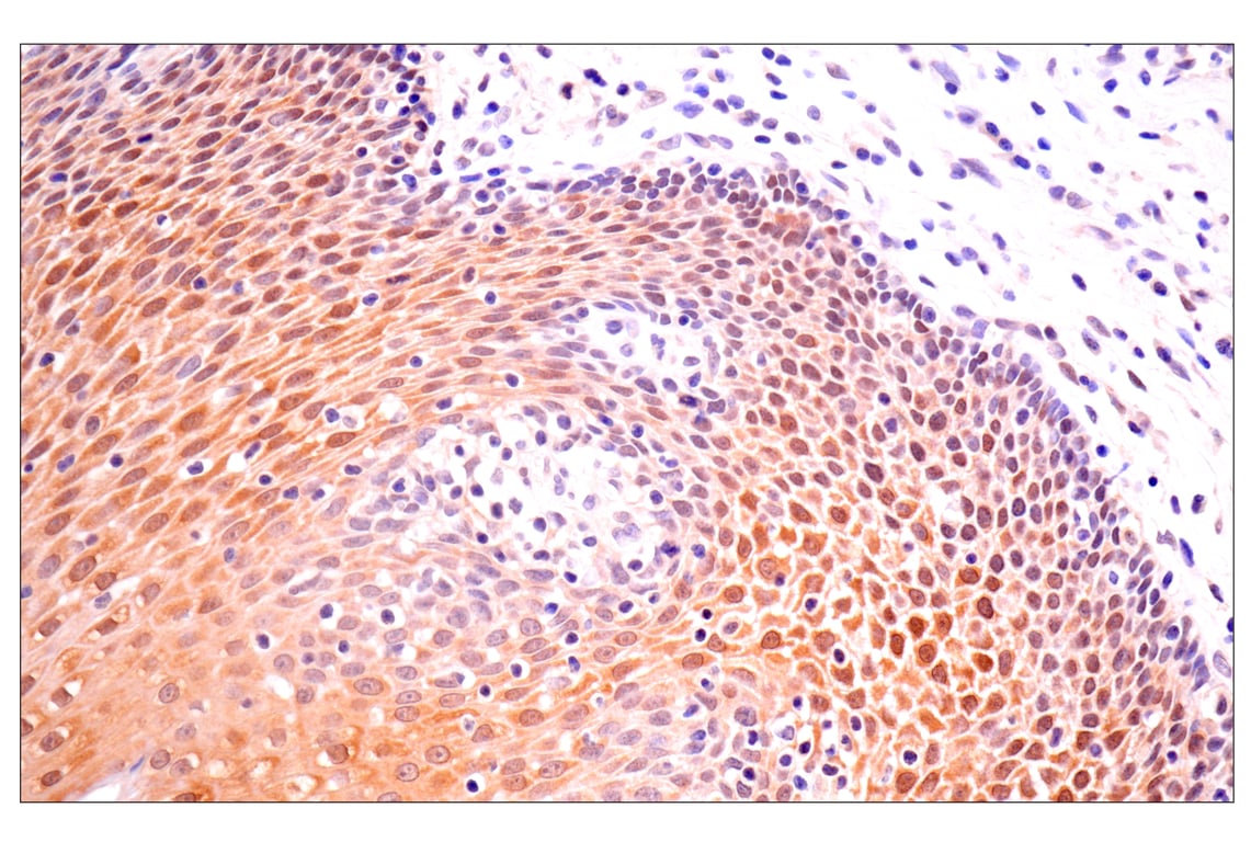 Immunohistochemistry Image 9: ACBP/DBI (E6K8G) Rabbit Monoclonal Antibody