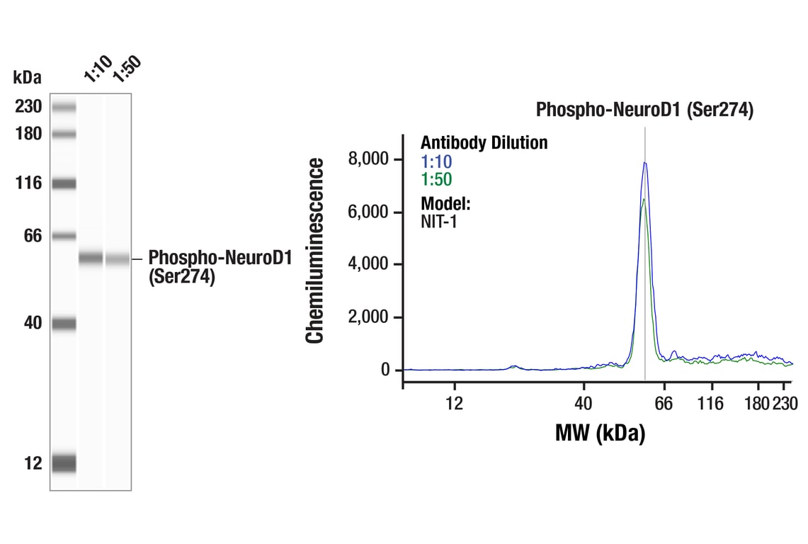 undefined Image 16: PhosphoPlus<sup>®</sup> NeuroD1 (Ser274) Antibody Duet