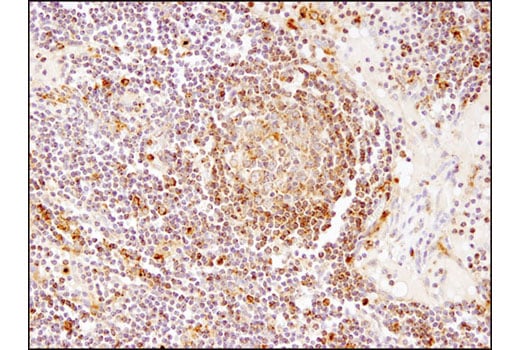 Immunohistochemistry Image 1: LAMTOR4/C7orf59 (D4P6O) Rabbit Monoclonal Antibody