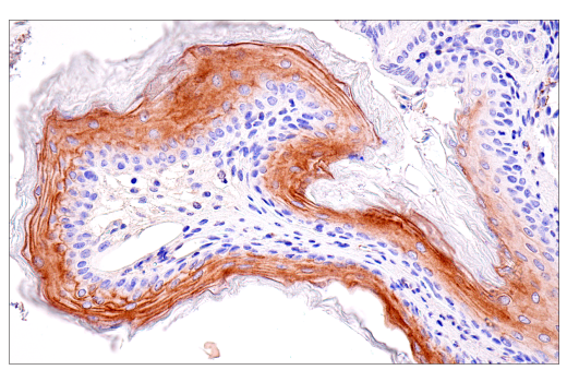 Immunohistochemistry Image 6: ACE2 (E5O6J) Rabbit Monoclonal Antibody (BSA and Azide Free)