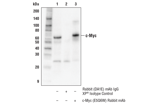 undefined Image 8: Myc Family Profiling Antibody Sampler Kit