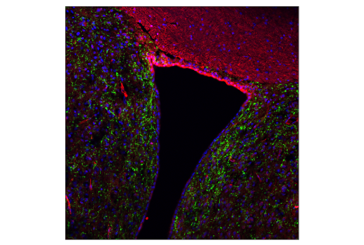 Immunofluorescence Image 1: Neuropeptide Y (D7Y5A) Rabbit Monoclonal Antibody (BSA and Azide Free)