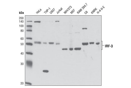 Western Blotting Image 3: IRF-3 (D83B9) Rabbit Monoclonal Antibody (BSA and Azide Free)