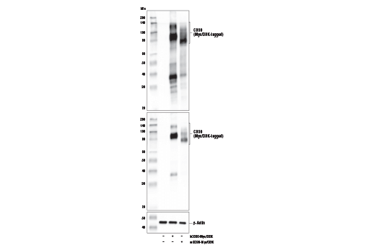 Western Blotting Image 2: TNFRSF8/CD30 (E4L4I) Rabbit Monoclonal Antibody
