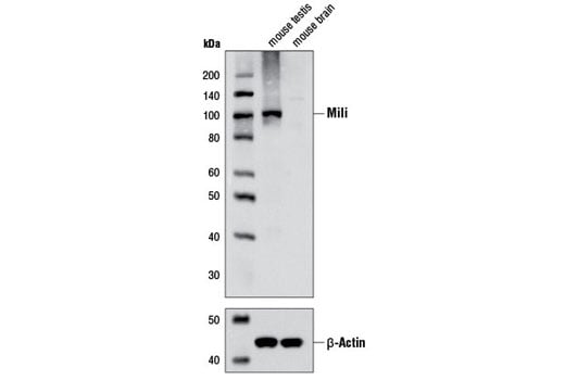 Western Blotting Image 1: Mili (D14F5) XP<sup>®</sup> Rabbit mAb