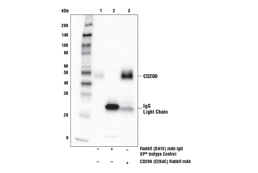 Immunoprecipitation Image 1: CD200 (E2K4C) Rabbit Monoclonal Antibody