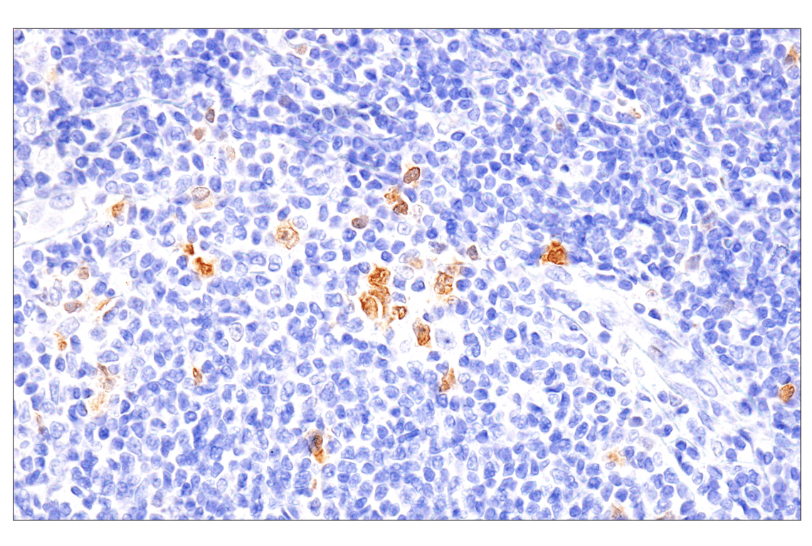 Immunohistochemistry Image 5: Chk1 (2G1D5) Mouse Monoclonal Antibody (BSA and Azide Free)