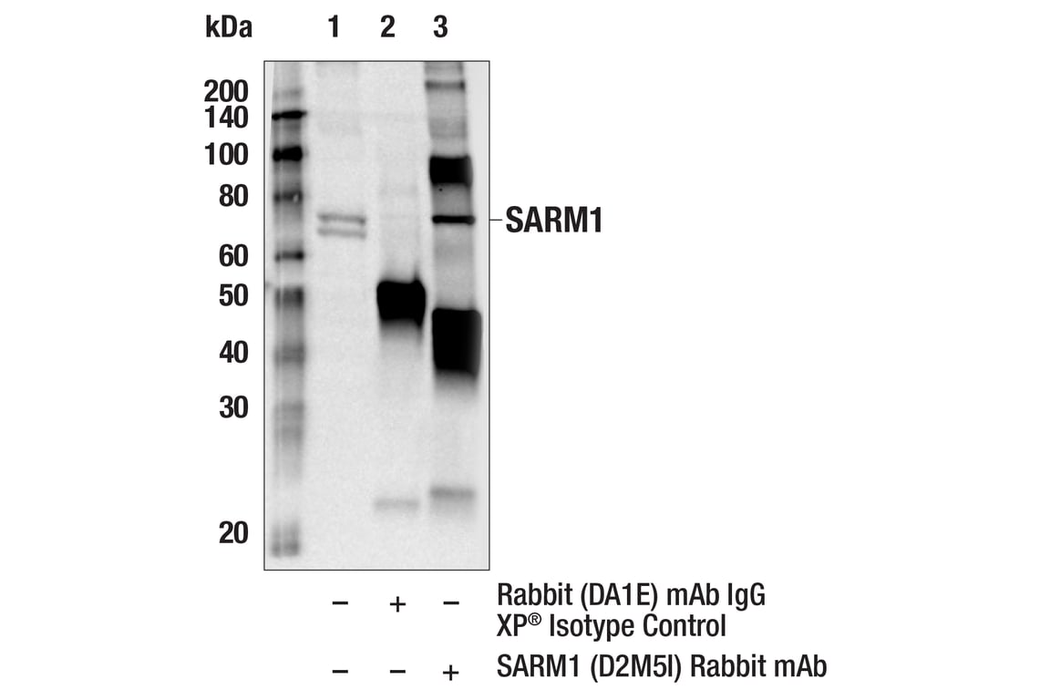 Immunoprecipitation Image 1: SARM1 (D2M5I) Rabbit Monoclonal Antibody