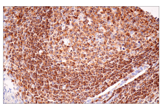 Immunohistochemistry Image 7: SLAMF6/CD352 (E3H1E) Rabbit Monoclonal Antibody (BSA and Azide Free)