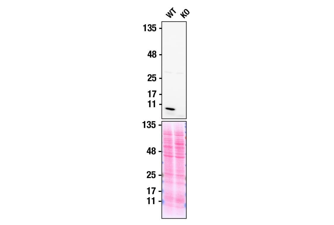 Western Blotting Image 3: DAP12 (D7G1X) Rabbit Monoclonal Antibody (Biotinylated)