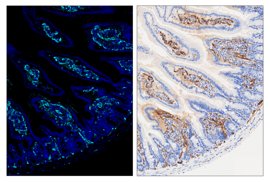 Immunohistochemistry Image 6: CD31 (PECAM-1) (D8V9E) & CO-0050-594 SignalStar<sup>™</sup> Oligo-Antibody Pair