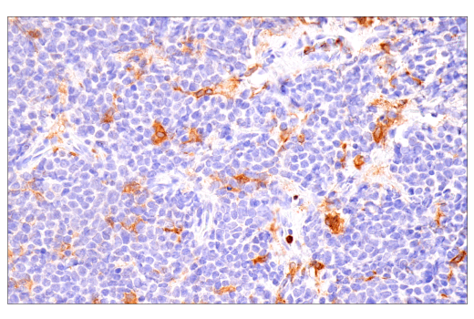 Immunohistochemistry Image 2: DAP12 (E8P9U) Rabbit Monoclonal Antibody