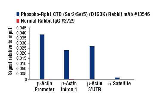 Chromatin Immunoprecipitation Image 3: Phospho-Rpb1 CTD (Ser2/Ser5) (D1G3K) Rabbit Monoclonal Antibody