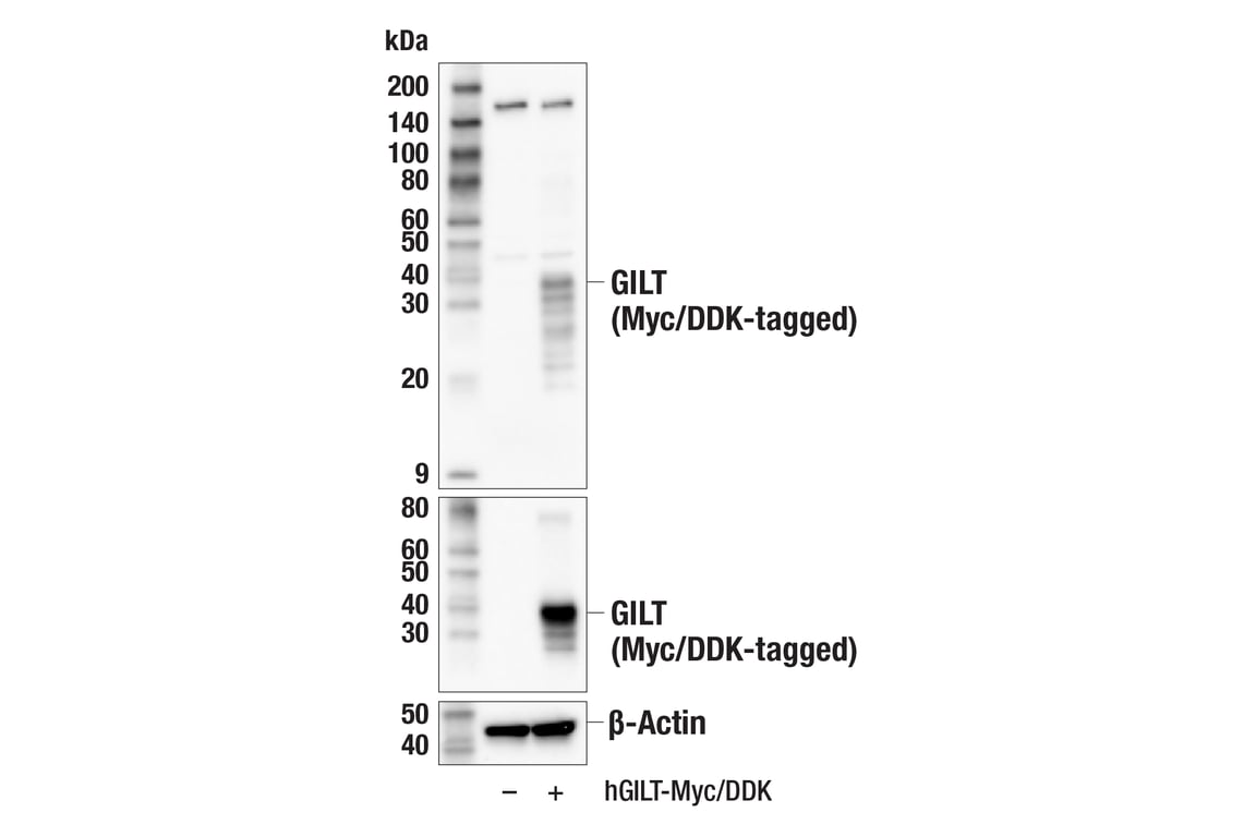 Western Blotting Image 2: GILT (E3P1D) Rabbit Monoclonal Antibody