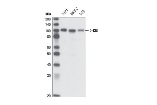 Western Blotting Image 1: c-Cbl (C49H8) Rabbit mAb