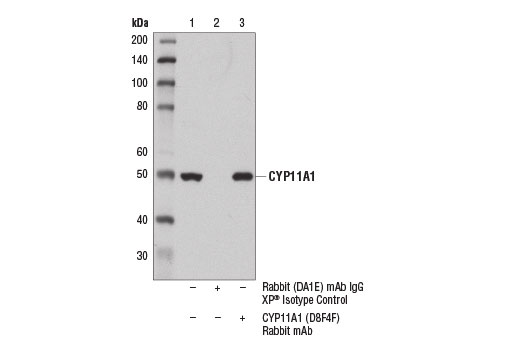 Immunoprecipitation Image 1: CYP11A1 (D8F4F) Rabbit Monoclonal Antibody