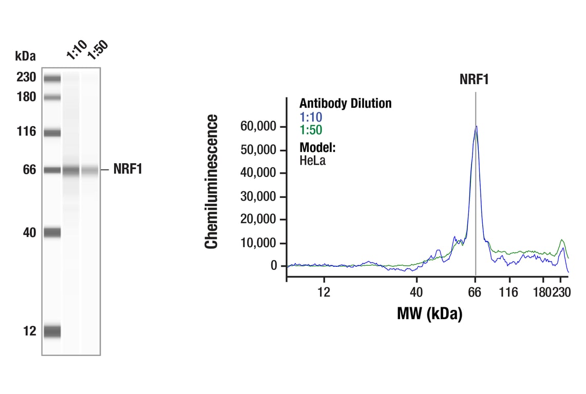 Western Blotting Image 1: NRF1 (D9K6P) Rabbit Monoclonal Antibody