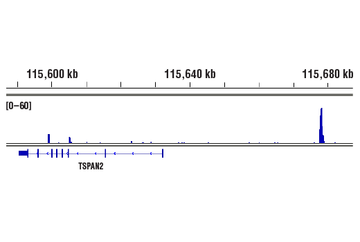 CUT & RUN Image 1: YAP (D8H1X) Rabbit Monoclonal Antibody