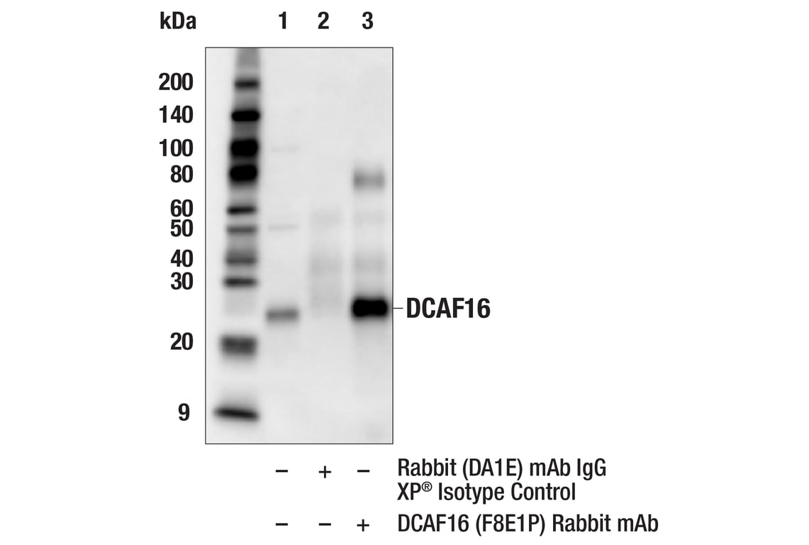 Immunoprecipitation Image 1: DCAF16 (F8E1P) Rabbit Monoclonal Antibody