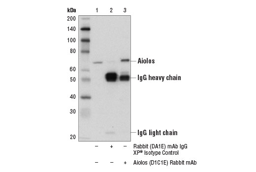 Immunoprecipitation Image 1: Aiolos (D1C1E) Rabbit Monoclonal Antibody