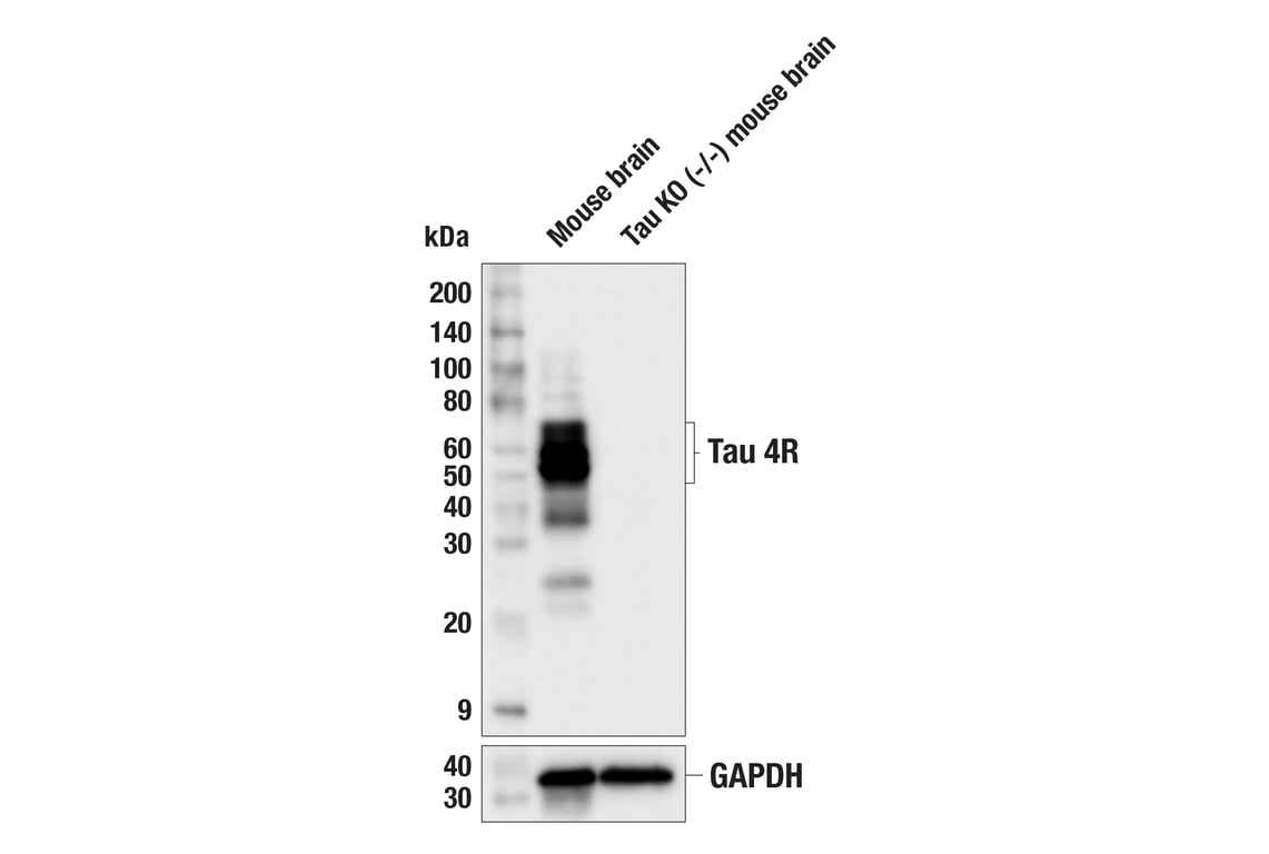 Western Blotting Image 3: Tau 4R (F4O1Y) Mouse Monoclonal Antibody