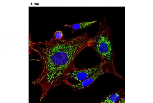 Immunofluorescence Image 1: HSP60 (D6F1) Rabbit Monoclonal Antibody (BSA and Azide Free)
