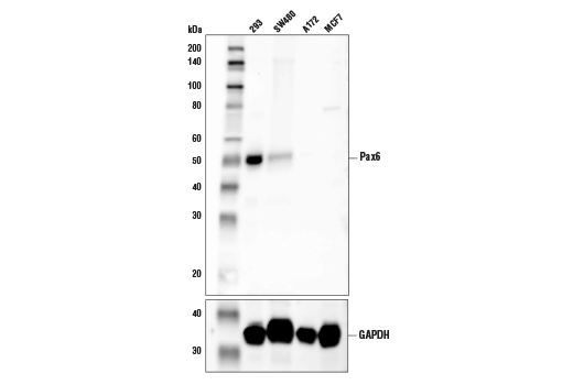 Western Blotting Image 1: Pax6 (D3A9V) Rabbit Monoclonal Antibody