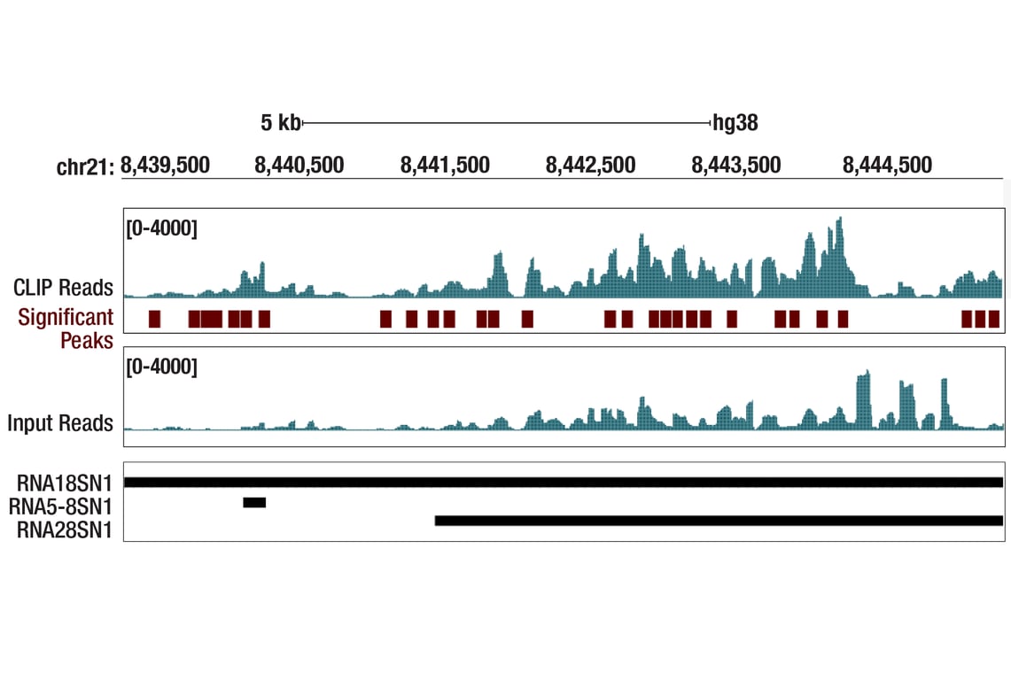 eCLIP Image 1: NOP2 (E9Z4D) Rabbit Monoclonal Antibody