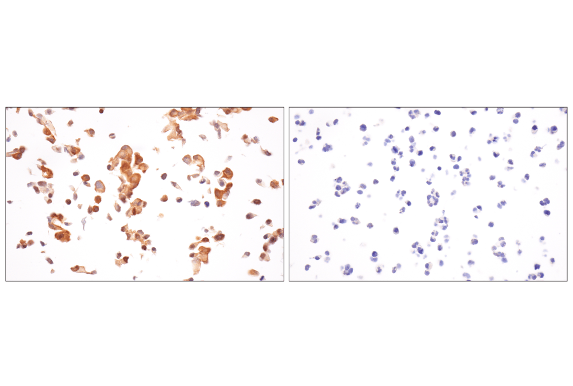 Immunohistochemistry Image 9: TRIM21 (D1O1D) Rabbit Monoclonal Antibody