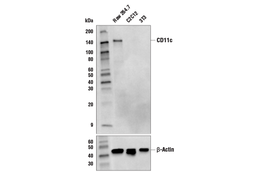 Western Blotting Image 1: CD11c (D1V9Y) Rabbit mAb (BSA and Azide Free)