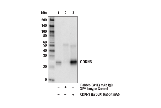 Immunoprecipitation Image 1: CDKN3 (E7O5K) Rabbit Monoclonal Antibody
