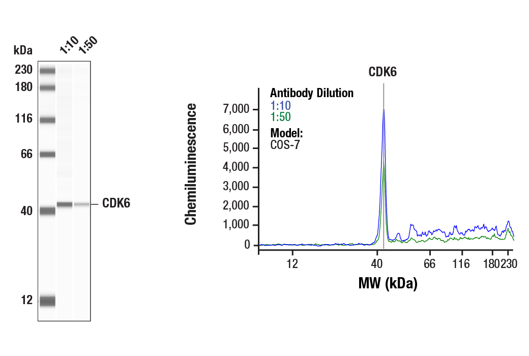 Western Blotting Image 1: CDK6 (D4S8S) Rabbit mAb