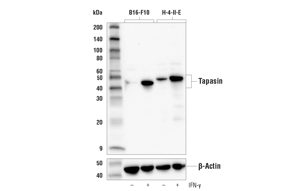 Western Blotting Image 2: Tapasin (E6P2Z) Rabbit Monoclonal Antibody (BSA and Azide Free)