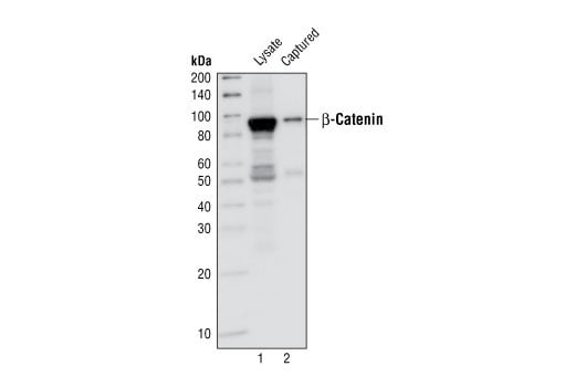 ELISA Image 3: PathScan<sup>®</sup> Total beta-Catenin Sandwich ELISA Kit
