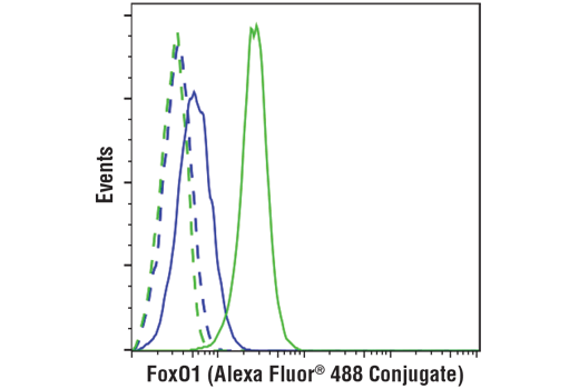 FoxO1 (C29H4) Rabbit Monoclonal Antibody (Alexa Fluor® 488