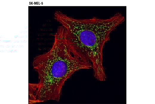 Immunofluorescence Image 1: ACO2 Antibody